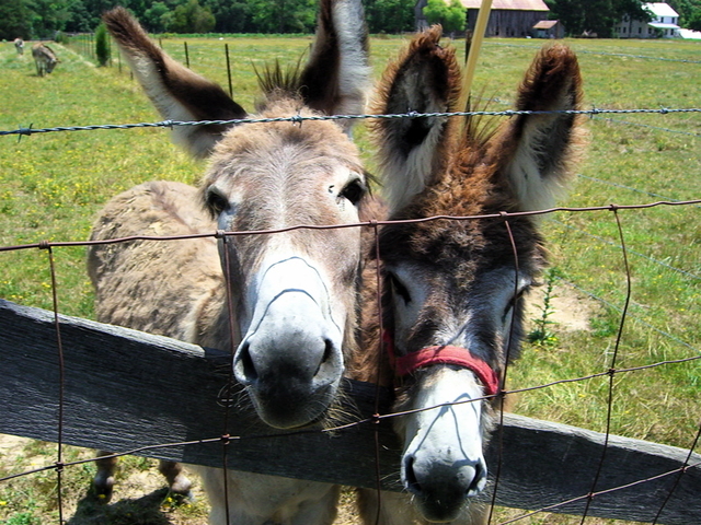 donkeys_in_loveville_md-02.jpg