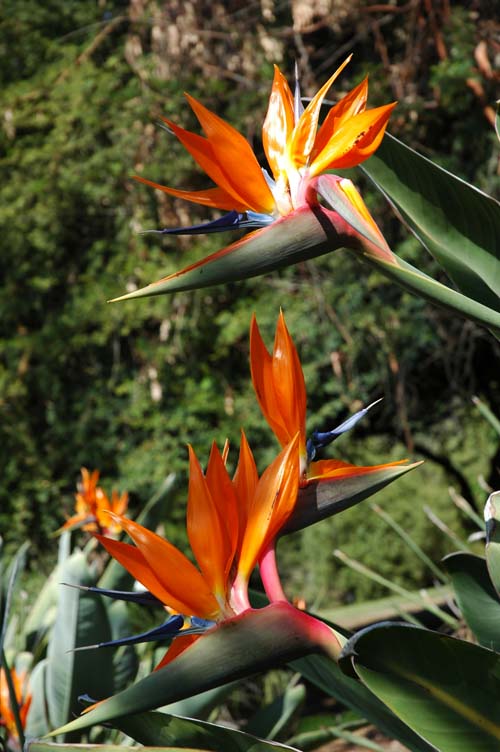 bird-of-paradise.jpg