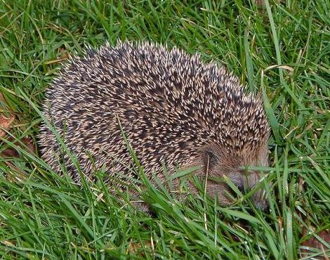 hedgehog6.jpg