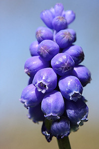 grape-hyacinth-2.jpg