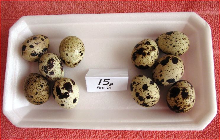 QUAILEGGS_zps520c9aa3.jpg