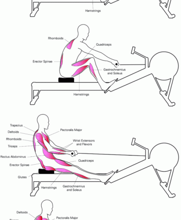 How-to-do-workout-on-Rowing-machine.gif