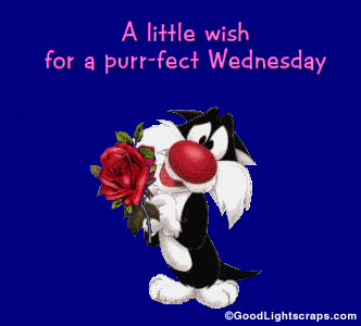 wednesday-5.gif