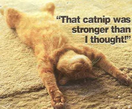 catnip8jt.jpg