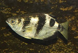 250px-ArcherFish01.jpg