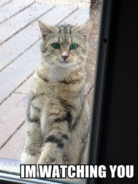 LolCatRenderer-10.jpg