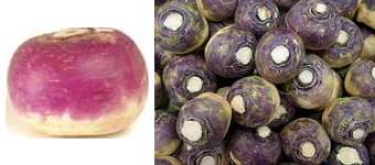 neeps_and_white_turnip.jpg