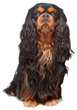 english-toy-spaniel.jpg