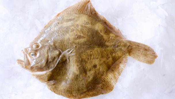 turbot_16x9.jpg