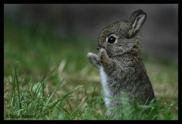 cute_bunny.jpg