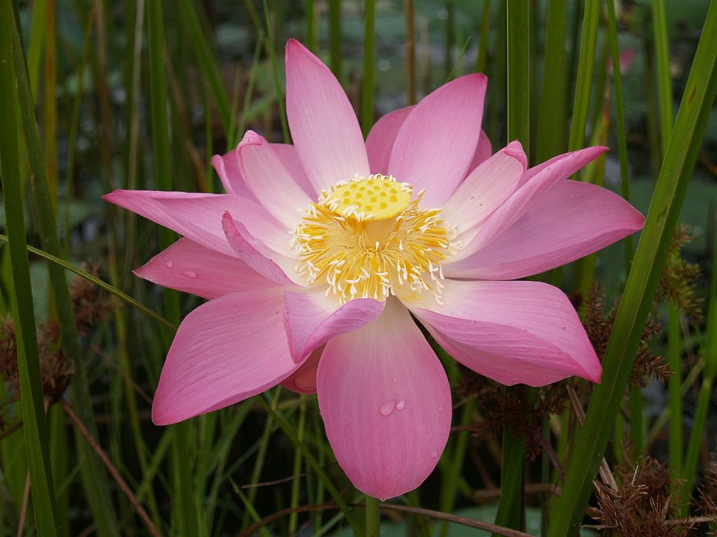 Lotus_Flower.jpg