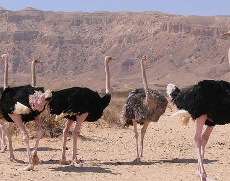 ostrich6.jpg