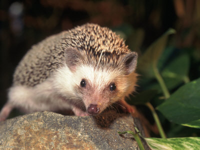 frank-siteman-african-pygmy-hedgehog.jpg