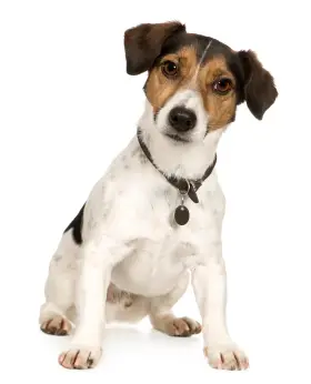 jack-russell-terrier.jpg.pagespeed.ce.1XR5O1yqC2.jpg