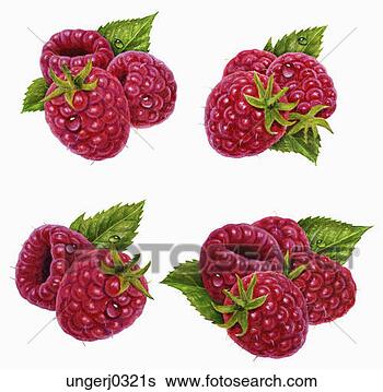 raspberries_~ungerj0321s.jpg