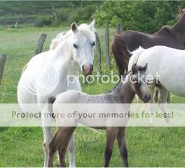 Foals2011.jpg
