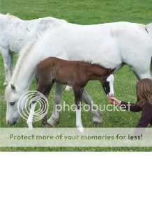 foals2011a.jpg