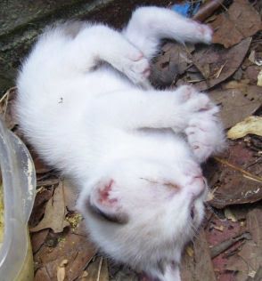 KITTENS8.jpg