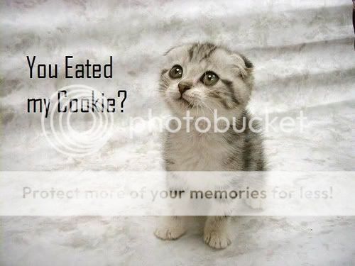 eated-cookie-lolcat.jpg