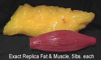 fat-v-muscle-resized-600.jpg