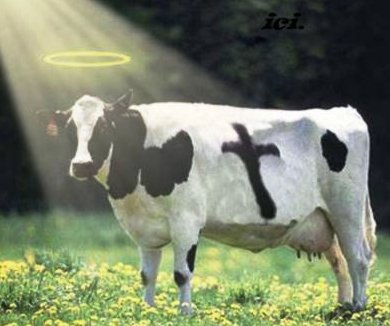 holy-cow.jpg