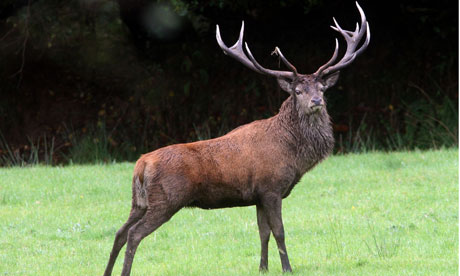 9ft-stag-the-Emperor-of-E-006.jpg