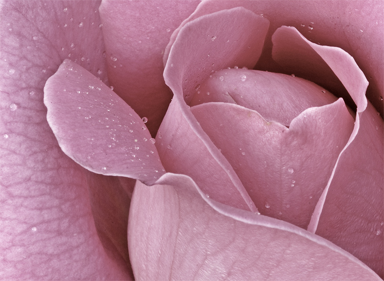 pink-rose.jpg