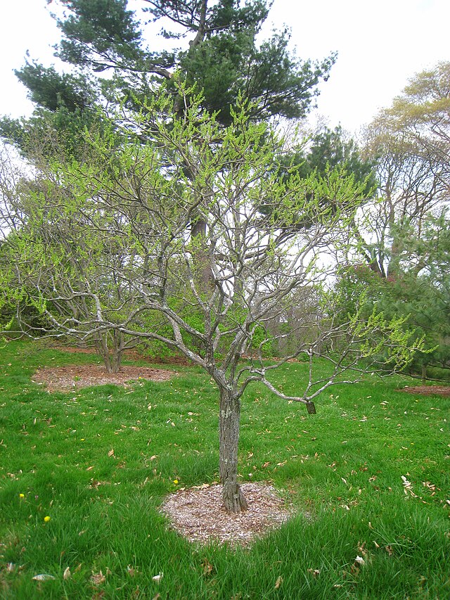 640px-Xanthoceras_sorbifolia%2C_Arnold_Arboretum_-_IMG_6061.JPG