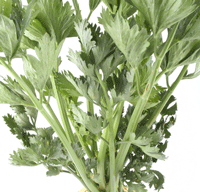 celeriac-leaves.gif