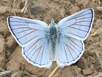 blue-copper-butterfly2.jpg