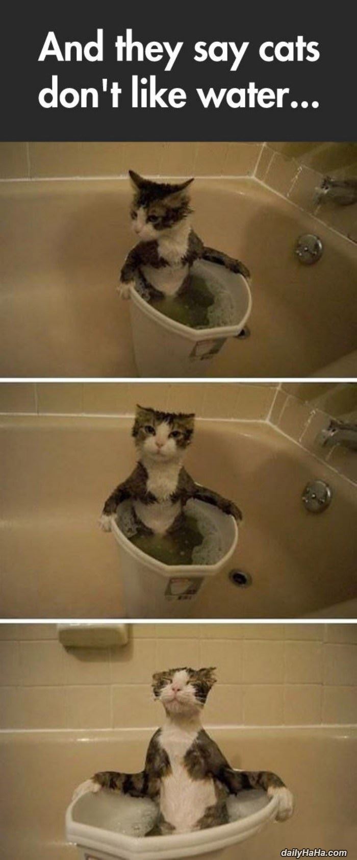 the_cat_bubble_bath.jpg