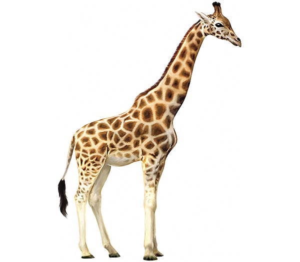 giraffe-pic.jpg