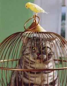 birdcagecat.jpg