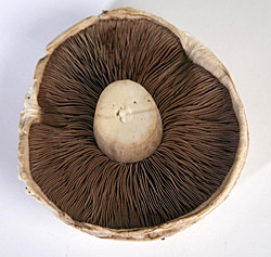 4_1_1_mushroom.jpg