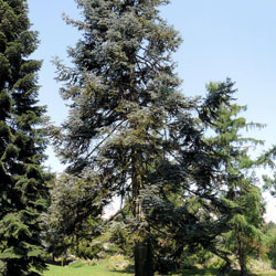 trk1-fir-wholetree-250-67089-1.jpg