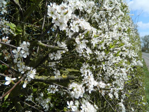 Blackthorn-hedge-APRIL-500x375.jpg