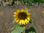Sunflower_tmb.jpg