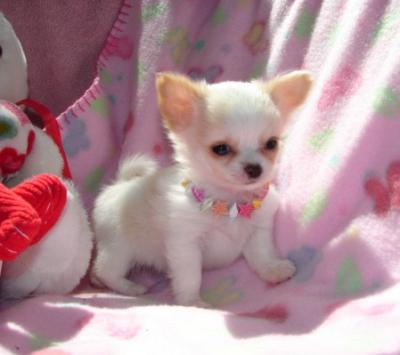 16735_chihuahua_puppy_for_adoption_img.jpg
